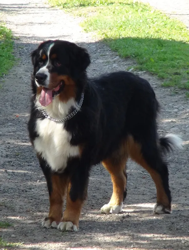 Bernese Mountain Dog - Working breed known for being Affectionate and Calm