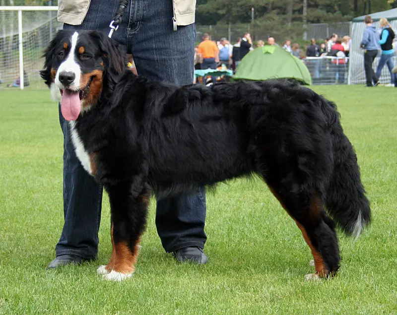 Bernese Mountain Dog thumbnail 2