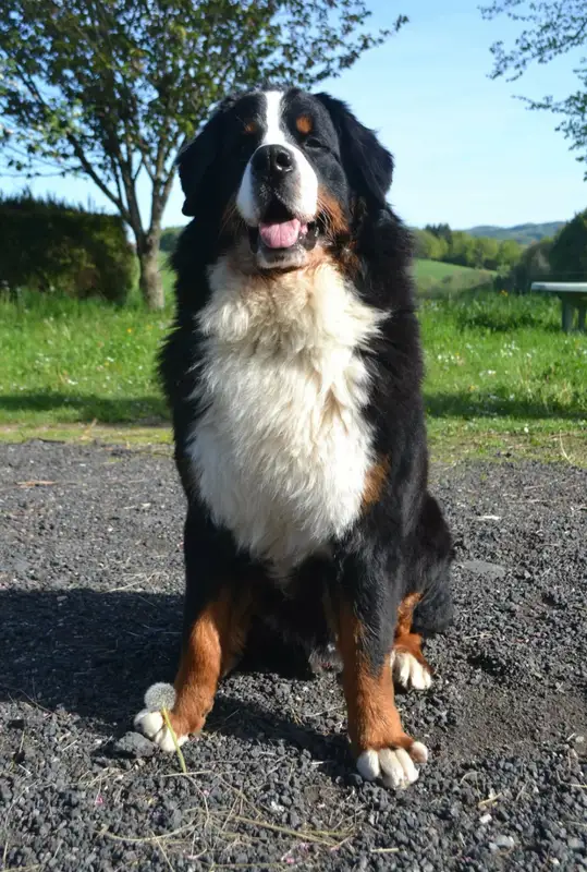 Bernese Mountain Dog photo thumbnail 3