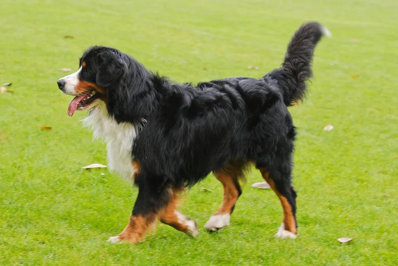 Bernese Mountain Dog thumbnail 3