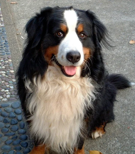 Bernese Mountain Dog photo thumbnail 5