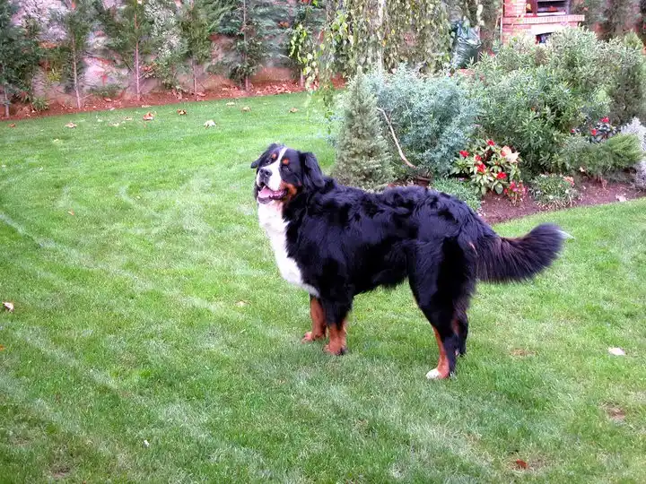 Bernese Mountain Dog thumbnail 4
