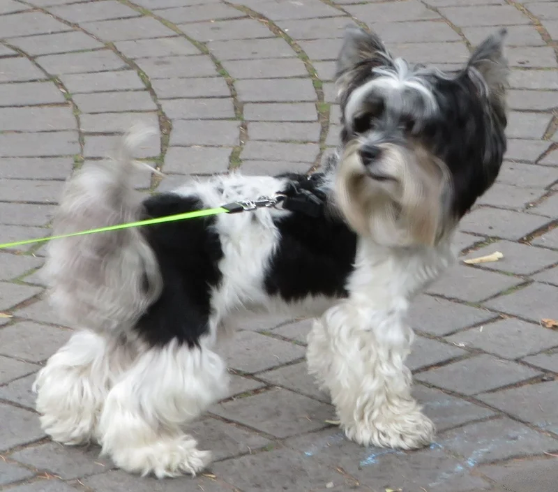 Biewer Terrier, a 85% match to Havanese