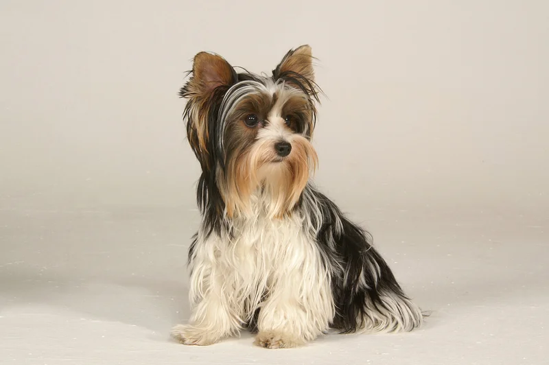 Biewer Terrier photo thumbnail 2