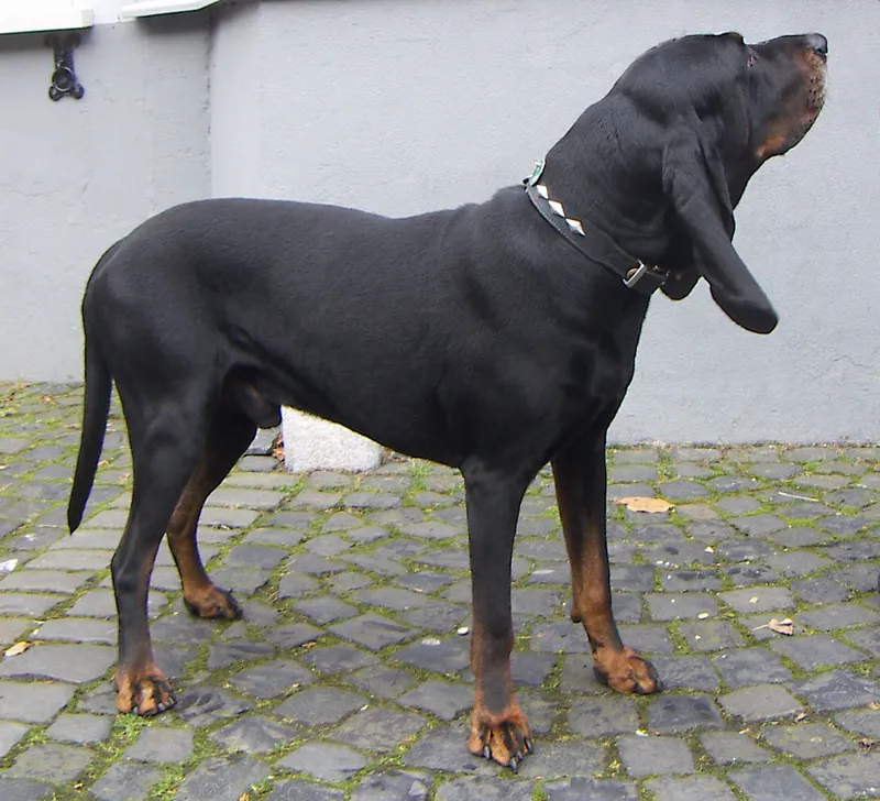 Black and Tan Coonhound, a 86% match to Afghan Hound