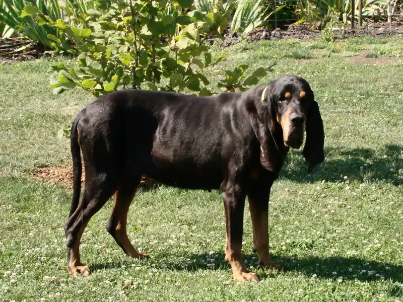 Black and Tan Coonhound - Image 2