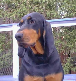 Black and Tan Coonhound - Image 4