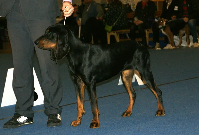 Black and Tan Coonhound thumbnail 3