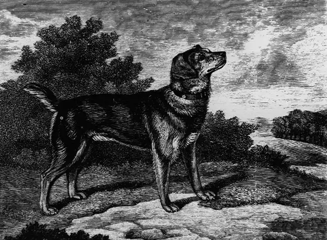 Black and Tan Terrier - Image 2