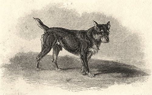 Black and Tan Terrier - Image 1