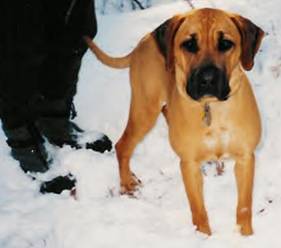 Black Mouth Cur - Image 3