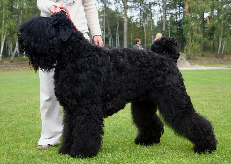 Black Russian Terrier - Image 2