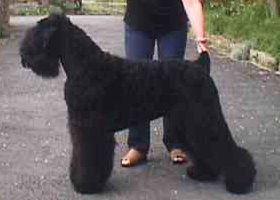Black Russian Terrier photo thumbnail 3