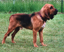 Bloodhound close-up photo