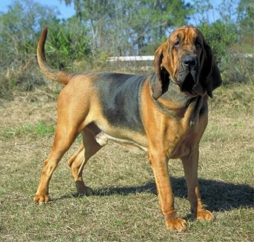 Bloodhound photo thumbnail 3