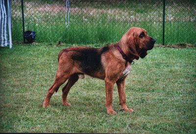 Bloodhound photo thumbnail 4