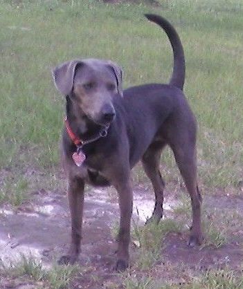 Blue Lacy - Image 2