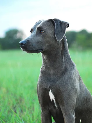 Blue Lacy - Image 3