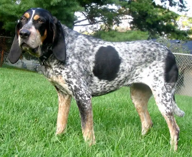 Bluetick Coonhound - Dog breed similar to Afghan Hound