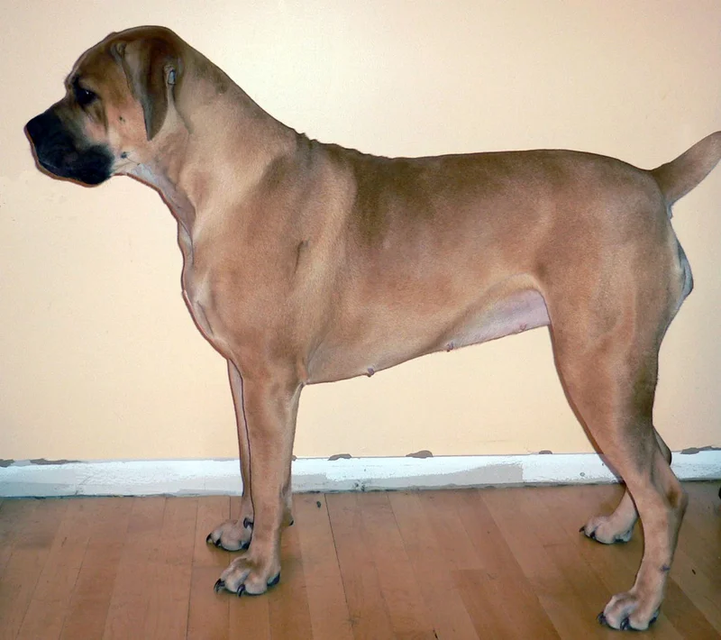 Boerboel - Dog breed similar to Estrela Mountain Dog