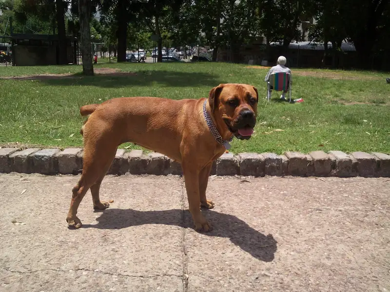 Boerboel full body photo