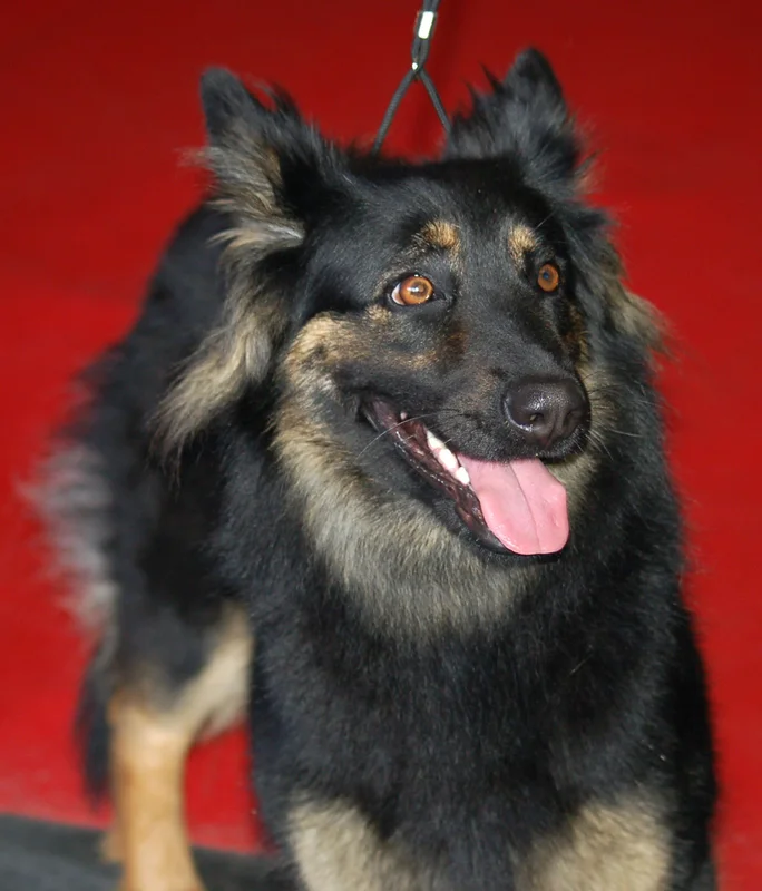 Bohemian Shepherd side profile view