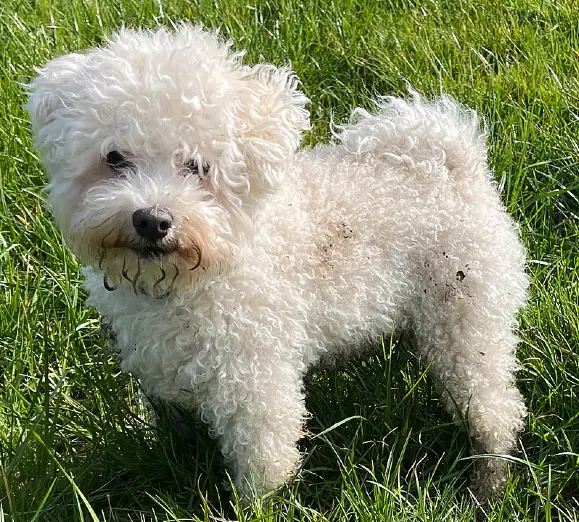 Bolognese - Toy breed known for being Affectionate and Friendly