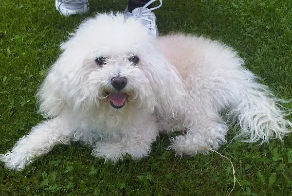 Bolognese side profile view