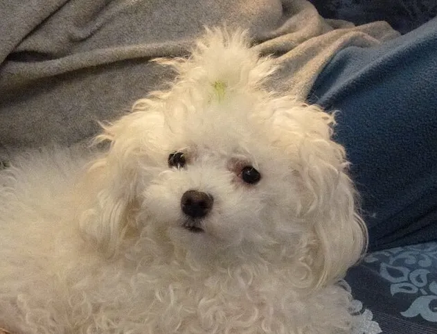 Bolognese full body photo