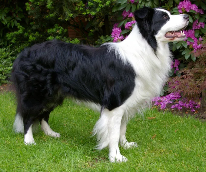 Border Collie side profile view