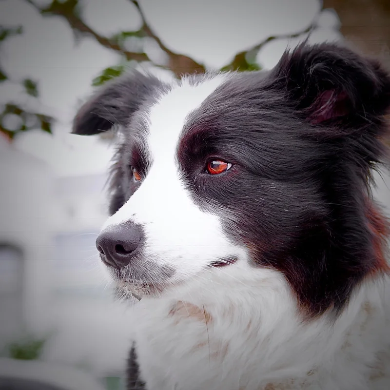 Border Collie full body photo