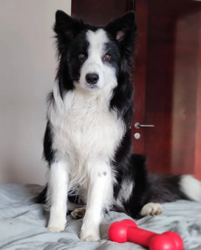 Border Collie - Image 5