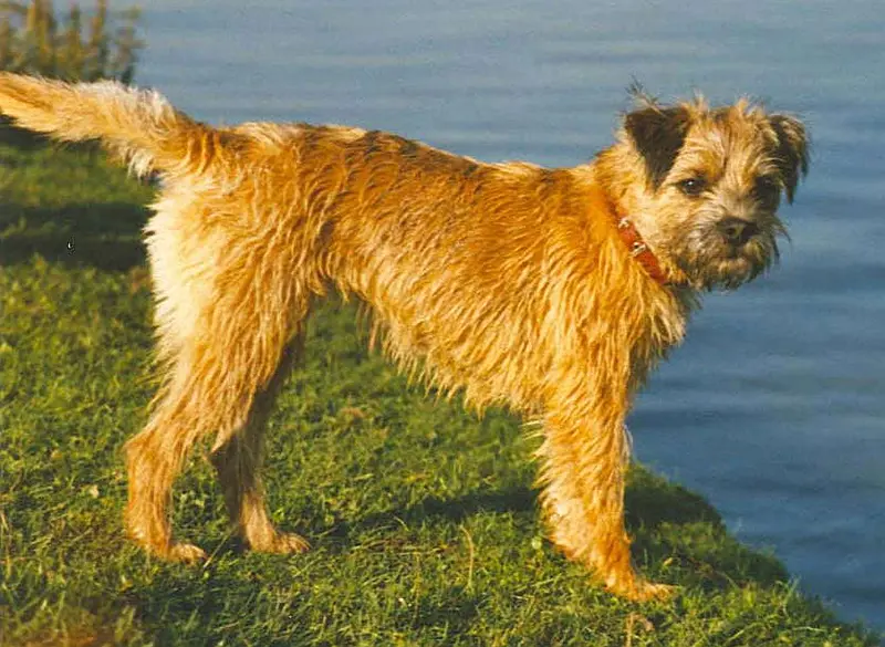 Border Terrier side profile view