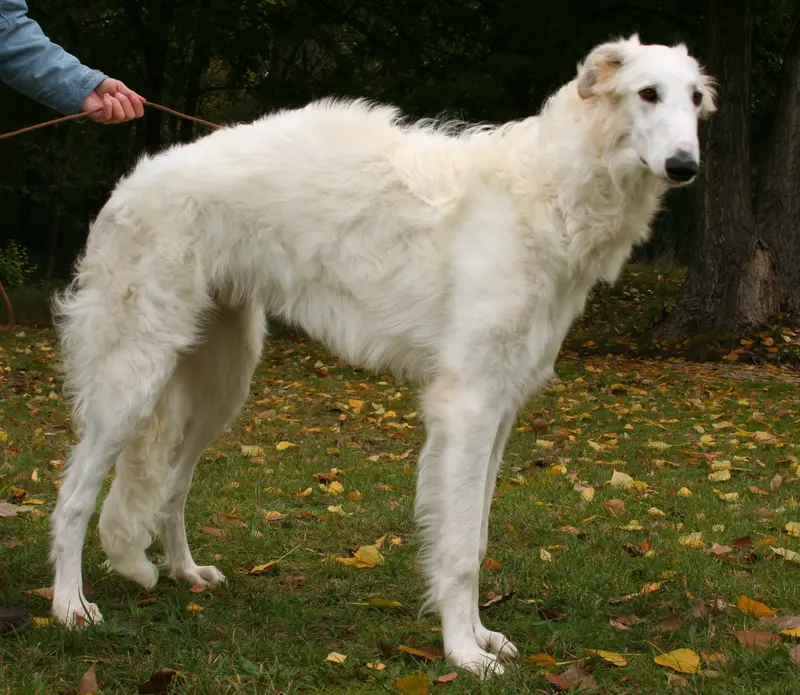 Borzoi - Hound breed known for being Elegant and Gentle