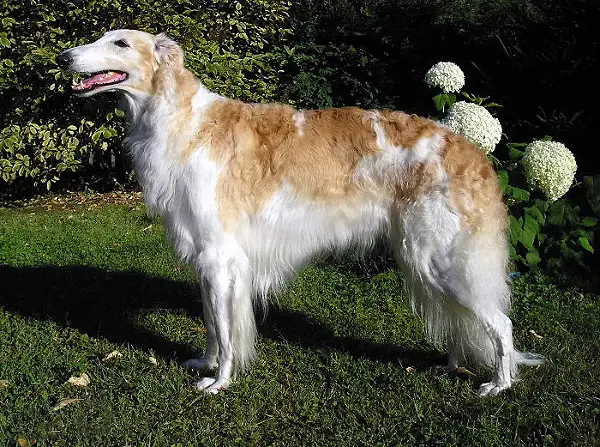 Borzoi full body photo