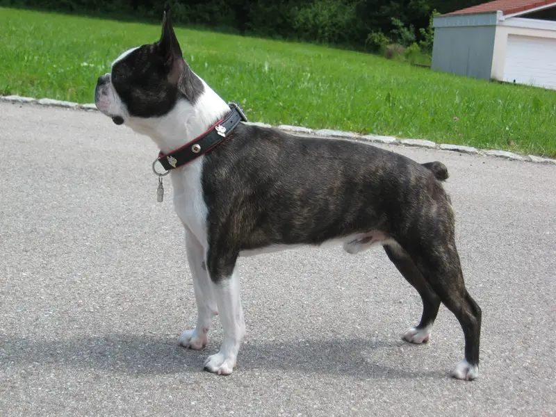 Boston Terrier - Image 2