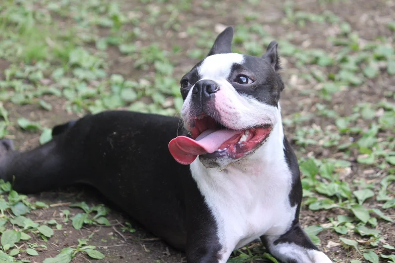 Boston Terrier full body photo
