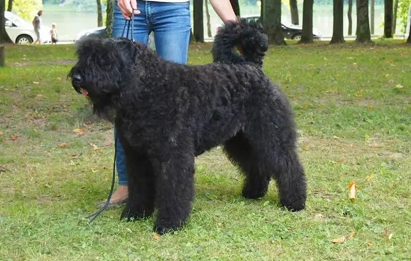 Bouvier des Flandres side profile view