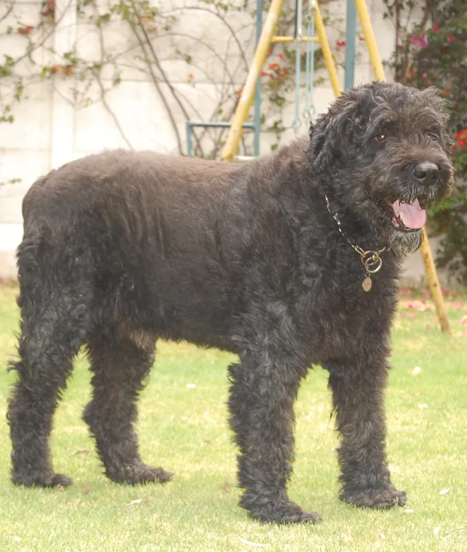 Bouvier des Flandres photo thumbnail 4