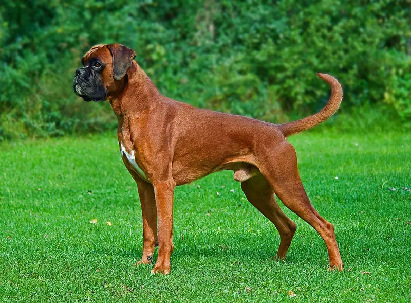 Boxer - The Boxer is a medium-sized, energetic breed known for its loyalty and playful nature. With a strong build and distinctive appearance, Boxers are excellent family companions and require regular exercise and training.
