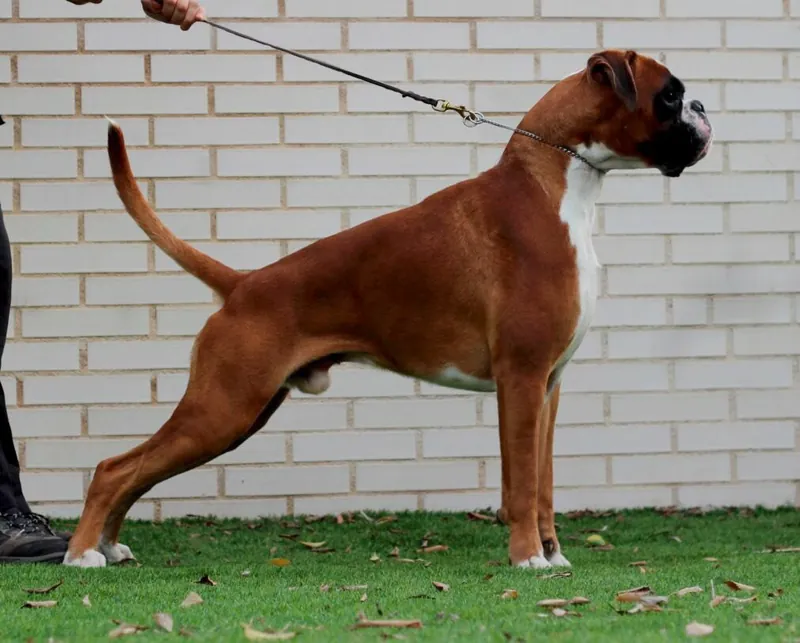 Boxer full body photo