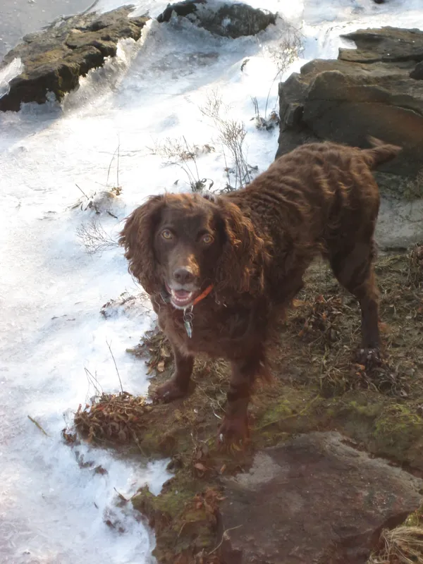 Boykin Spaniel photo thumbnail 2