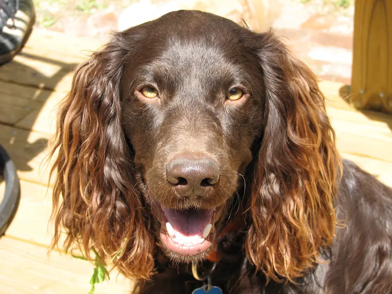Boykin Spaniel - Image 2
