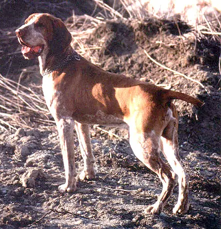 Bracco Italiano - Image 5