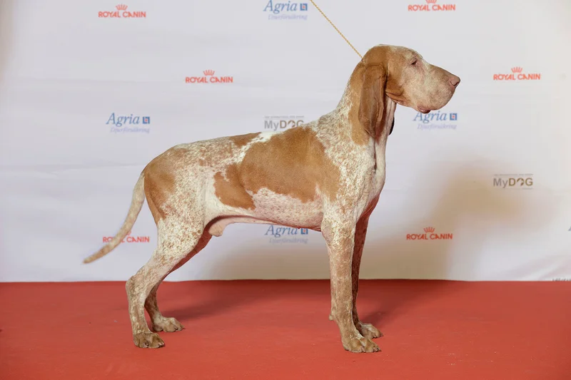 Bracco Italiano full body photo