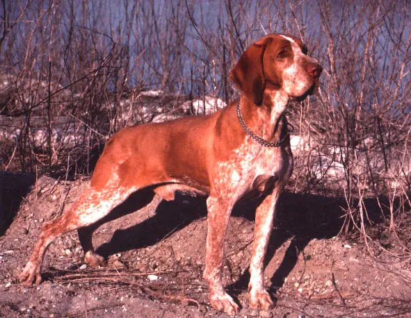 Bracco Italiano - Image 4
