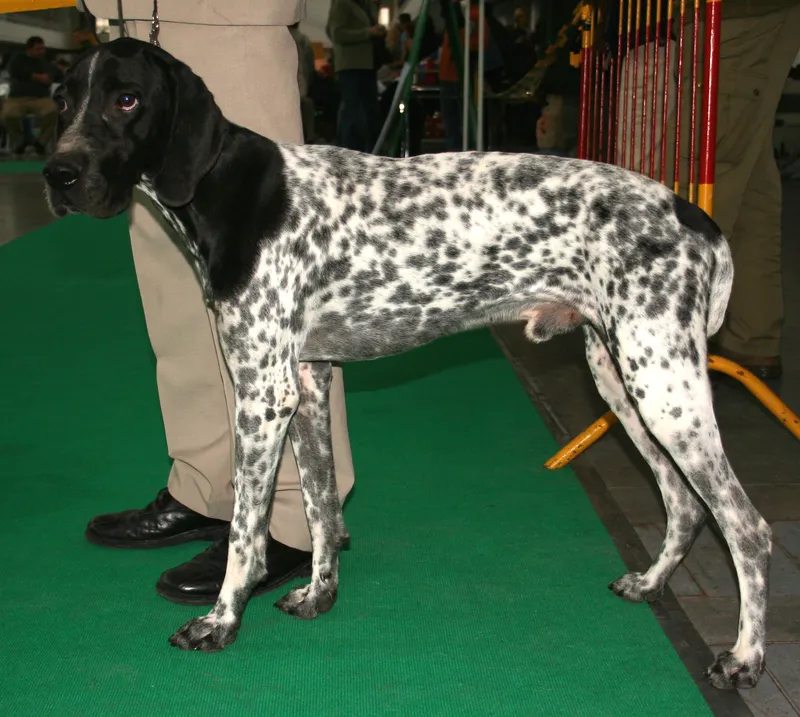 Braque d'Auvergne - Image 2