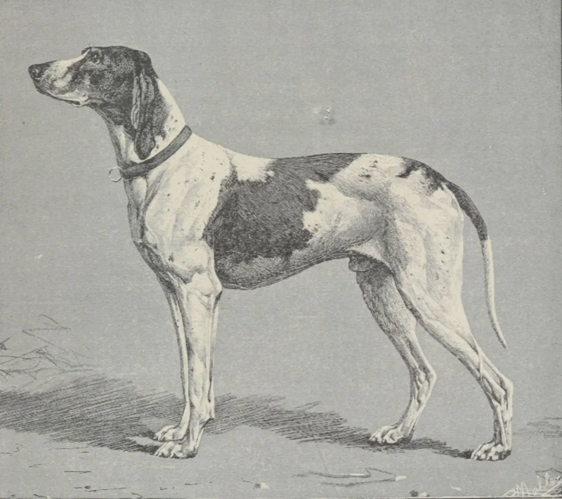 Braque Dupuy - Sporting breed known for being Affectionate and Energetic