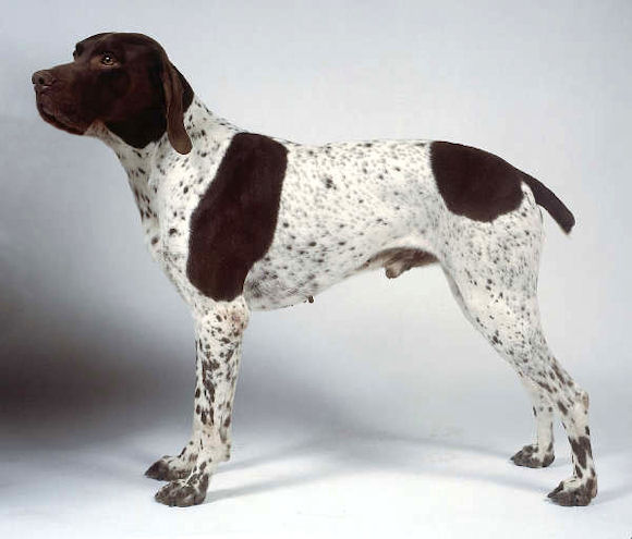 Braque Francais - Sporting breed known for being Friendly and Gentle