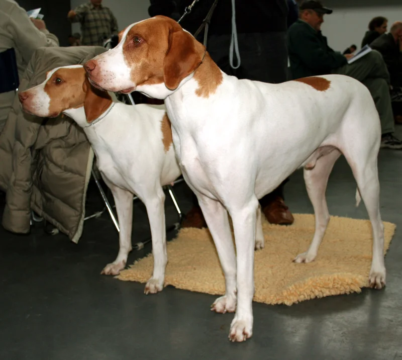 Braque Saint-Germain - Dog breed similar to Cão Fila de São Miguel